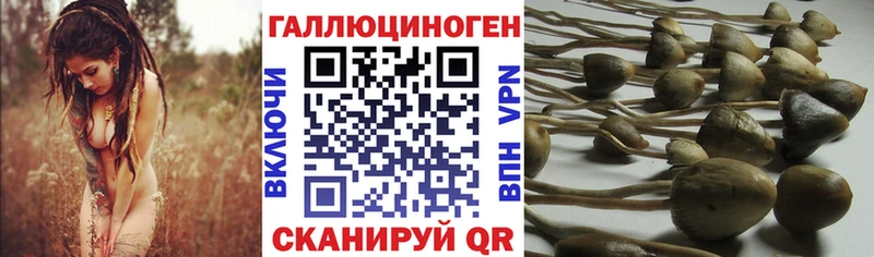 Псилоцибиновые грибы мухоморы  купить   OMG tor  Бокситогорск 